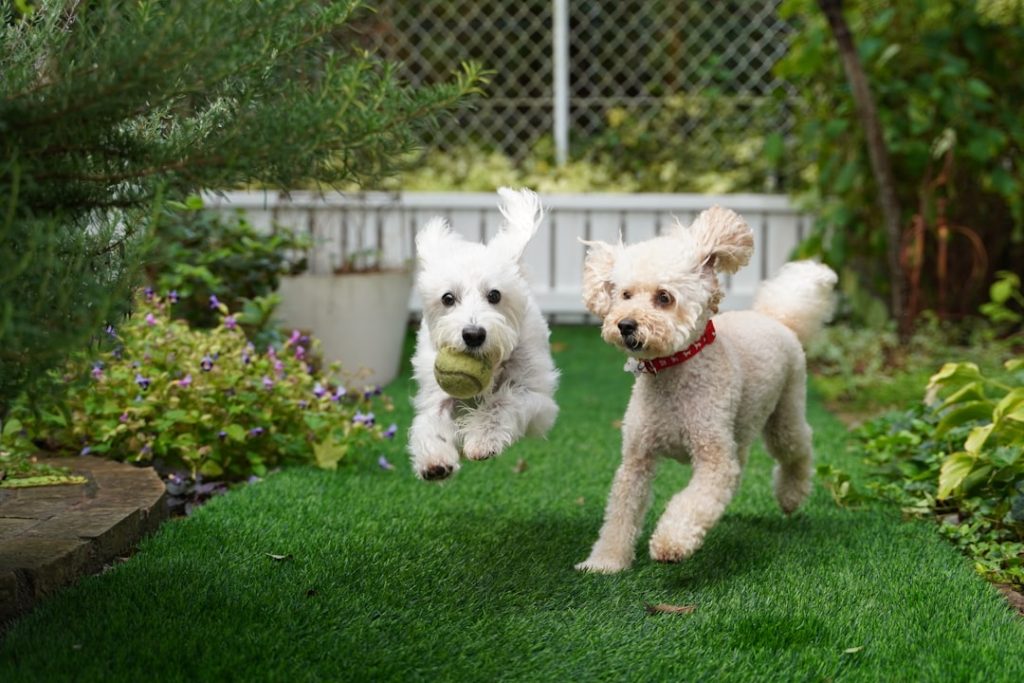 Pet Kennel Drainage and Artificial Turf Hygiene Systems
