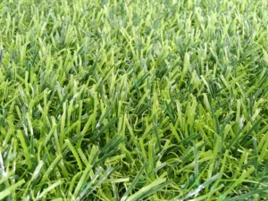 Eco-Friendly Artificial Turf 20mm Pile Height Waterproof Roll for Garden Landscaping Backyard and Indoor Use PP Material