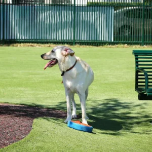 Heavy Duty Synthetic Grass for Pets Urine Resistant Drainage Backyard Lawn for Dogs