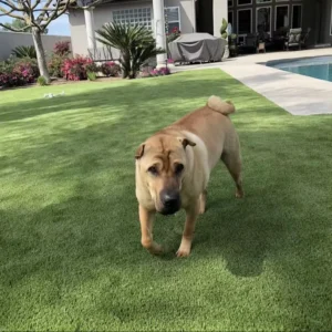 High-Drainage Artificial Pet Turf for Landscaping and Gardening