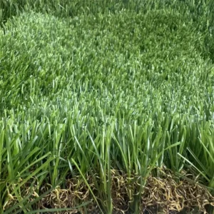 Plastic Artificial Grass Green Synthetic Turf Eco Friendly Durable for Home Garden Landscaping Outdoor Use